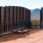Jumping the border for greener pastures