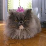 WHERE'S MAH TUNA