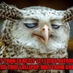 I would've for forgotten how many licks it took! | IT TOOK EXACTLY 127 LICKS BEFORE I REALIZED THAT LOLLIPOP WAS FROM COLORADO | image tagged in pleased owl,memes,high owl,funny,edibles,how many licks | made w/ Imgflip meme maker