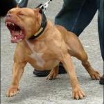 pitbull angry