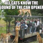 Kitty cat lunch box | ALL CATS KNOW THE SOUND OF THE CAN OPENER | image tagged in kitty cat lunch box | made w/ Imgflip meme maker