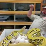 Dealing With Snakes At Work
