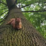 Squirrel up tree