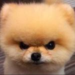 cute angry dog