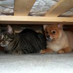 Under the Bed Club