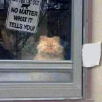 Please dont' let the cat out