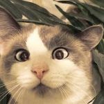 DERP CAT | DERP; DERP | image tagged in derp cat | made w/ Imgflip meme maker