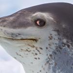Side-eye seal meme