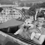 Dog on a roller coaster