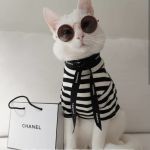 FASHION KITTY | I IS; FASHIONISTA KITTY | image tagged in fashion kitty | made w/ Imgflip meme maker