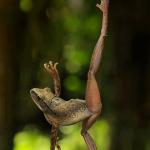 frog ballet