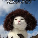 Eco Hip Kitty | SPORTING A FUNKADELIC MOSS-FRO | image tagged in cat,moss,afro,sporting | made w/ Imgflip meme maker