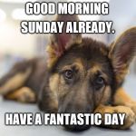 good morning | SUNDAY ALREADY. GOOD MORNING; HAVE A FANTASTIC DAY | image tagged in puppy german shepherd,cute puppy,sunday morning,memes,cute puppies | made w/ Imgflip meme maker