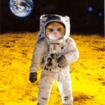 First cat on the moon
