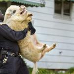 Hairy pig carried by black police man