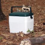 Racoons on a cooler meme