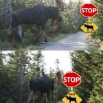 meanwhile in Canada | MEANWHILE IN CANADA; I ALWAYS HAVE THE RIGHT AWAY. | image tagged in moose crossing,meanwhile in canada,memes,funny animals,moose | made w/ Imgflip meme maker