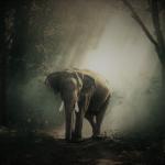 Forest Elephant