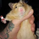 hamster with phone meme