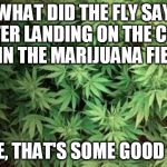I don't even smoke, but I haven't done a joke in a while | WHAT DID THE FLY SAY AFTER LANDING ON THE COW PIE IN THE MARIJUANA FIELD? DUDE, THAT'S SOME GOOD SHIT | image tagged in marijuana,cows,fly | made w/ Imgflip meme maker