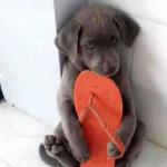 Puppy hugging flip flop