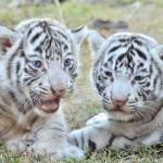 White tiger cubs