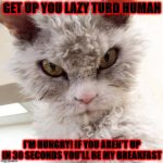GET UP | GET UP YOU LAZY TURD HUMAN; I'M HUNGRY! IF YOU AREN'T UP IN 30 SECONDS YOU'LL BE MY BREAKFAST | image tagged in get up | made w/ Imgflip meme maker
