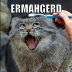 ERMAHGERD TOOTHBRUSH meme