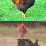 Rooster before and After