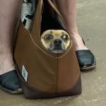 Nervous dog in bag