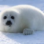 Baby Seal