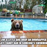 Pool Bear | LIVE A LITTLE AND DROP AN UNWRAPPED CHOCOLATE CANDY BAR IN SOMEONE’S SWIMMING POOL. | image tagged in pool bear | made w/ Imgflip meme maker