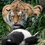 Tiger eating magpie