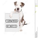 Will Sleep For Food | FOR FOOD; WILL SLEEP | image tagged in sleep,dog,food,funny | made w/ Imgflip meme maker