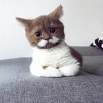 Concerned Kitten
