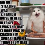 I'M NOT STEALING | NO HUMAN NO I'M NOT STEALING FOOD! I WAS ASLEEP & HEARD A WEIRD NOISE IN HERE. I CAME IN TO SEE WHAT IT WAS AND THAT DOG NEXT DOOR WAS IN HERE! I CHASED HIM AWAY! I SWEAR I HAVEN'T EATEN A THING FROM HERE! | image tagged in i'm not stealing | made w/ Imgflip meme maker