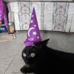 Traumatized Wizard Cat meme