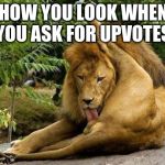 If it's funny we'll upvote, please don't ask | HOW YOU LOOK WHEN YOU ASK FOR UPVOTES | image tagged in lion licking balls,memes,fishing for upvotes,funny animals,funny memes | made w/ Imgflip meme maker