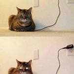 cat fully charged