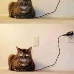 cat fully charged | HOW TO KNOW WHEN YOUR CAT IS FULLY CHARGED | image tagged in cat fully charged | made w/ Imgflip meme maker