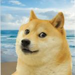 Beach Doge
