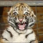 SCARED TIGER