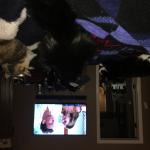 Cats and Bachelorette