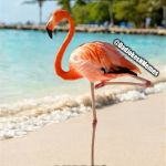 This Flamingo FlaminStopped. | MY WIFE TOLD ME TO STOP PRETENDING I WAS A FLAMINGO; @DadJokesNMemes; I HAD TO PUT MY FOOT DOWN | image tagged in flamingo,dad joke | made w/ Imgflip meme maker