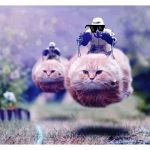 Hovercats | me leaving area 51 knowing what the fox says: | image tagged in hovercats | made w/ Imgflip meme maker