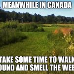 meanwhile in canada | MEANWHILE IN CANADA; TAKE SOME TIME TO WALK AROUND AND SMELL THE WEEDS | image tagged in north western ontario,memes,canada,meanwhile in canada,weeds,farm | made w/ Imgflip meme maker