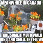 meanwhile in canada | MEANWHILE IN CANADA; TAKE SOME TIME TO WALK AROUND AND SMELL THE FLOWERS | image tagged in flowers,meanwhile in canada,take some time to walk around and smell the flowers,memes | made w/ Imgflip meme maker