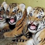 SCARED TIGER CUBS