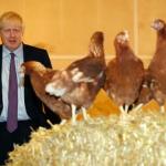 Boris and the Chickens