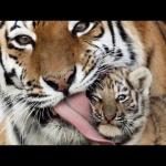 TIGER LICKING CUB meme